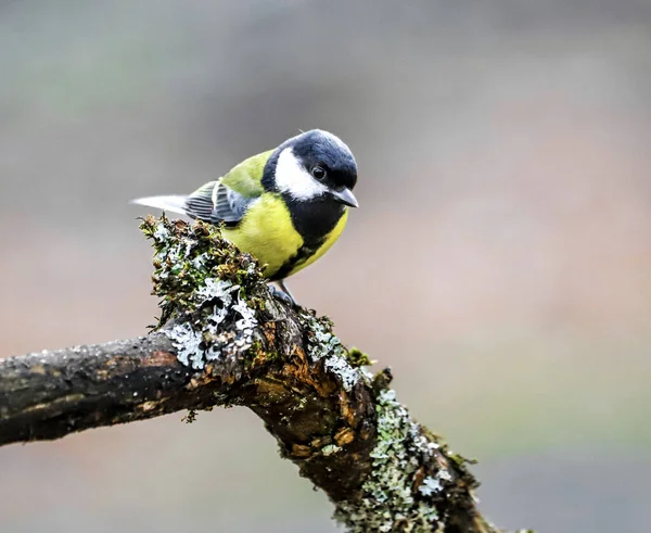 Great Tit Branch Tree — Stok fotoğraf