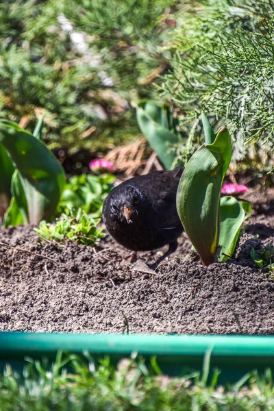 Eine Nahaufnahme Einer Möwe — Stockfoto