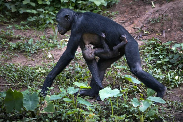 Gorila Negro Bosque — Foto de Stock