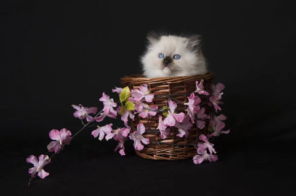 Schattig Klein Katje Een Zwarte Achtergrond — Stockfoto