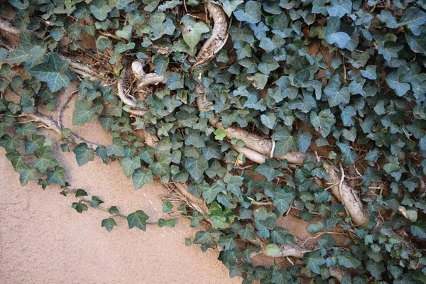 Groene Bladeren Aan Muur — Stockfoto