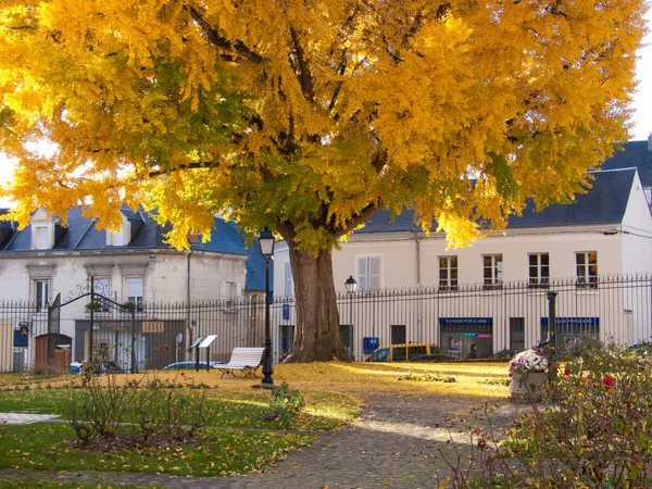 Autumn Landscape Huge Tree — Stock Photo, Image