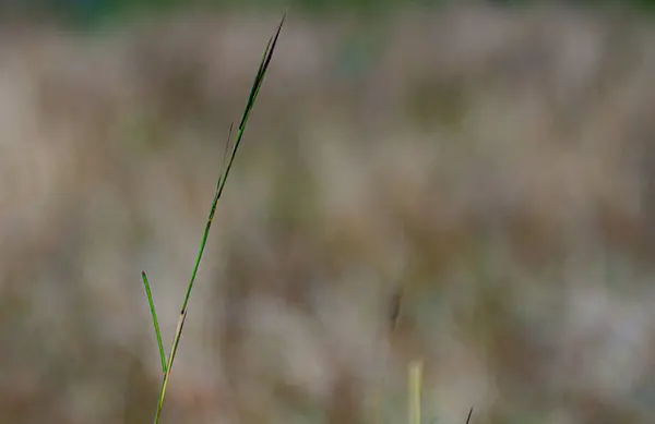 Krásný Botanický Záběr Přírodní Tapety — Stock fotografie