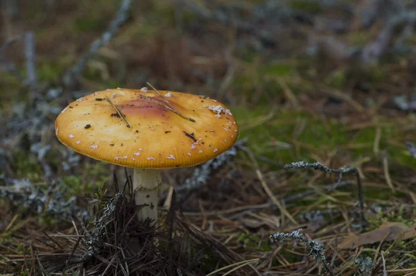 Paddenstoel Het Bos — Stockfoto