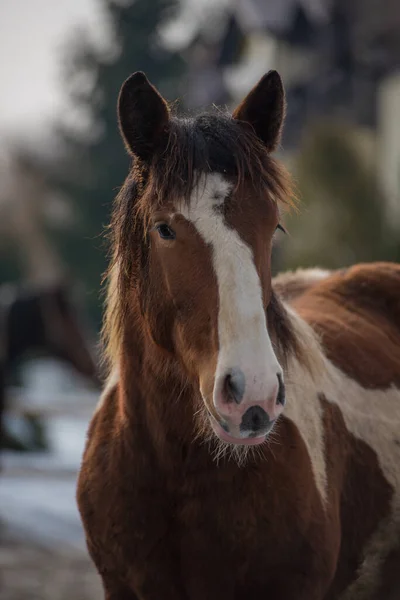 Porträtt Vacker Brun Häst — Stockfoto