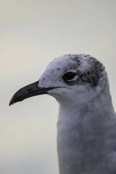 Gaviota Mar —  Fotos de Stock