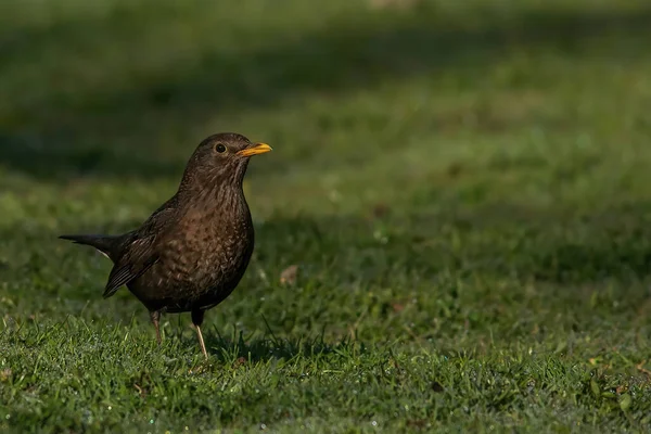 Gros Plan Bel Oiseau — Photo