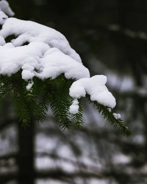 Schneebedeckter Kiefer Wald — Stockfoto