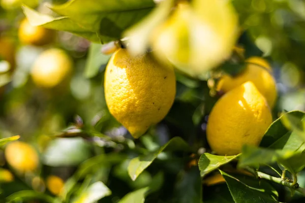 Ripe Lemon Tree Green Leaves Garden — Stock Photo, Image