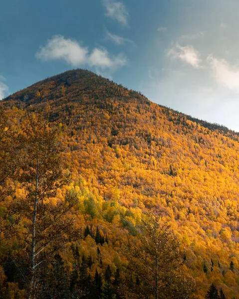 カラフルな木々や緑の葉を持つ秋の風景 — ストック写真
