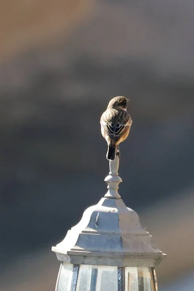 Primer Plano Hermoso Pájaro — Foto de Stock