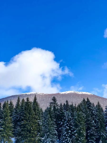 Krásná Krajina Zasněženými Stromy Horách — Stock fotografie