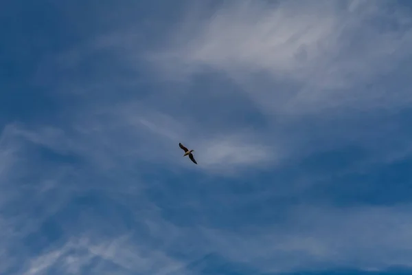 Ein Schwarm Vögel Fliegt Den Himmel — Stockfoto