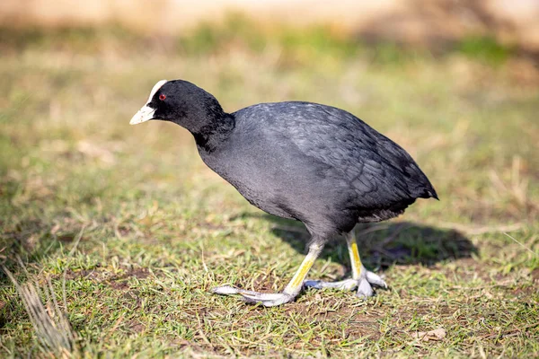 Zwart Kraai Etend Gras — Stockfoto