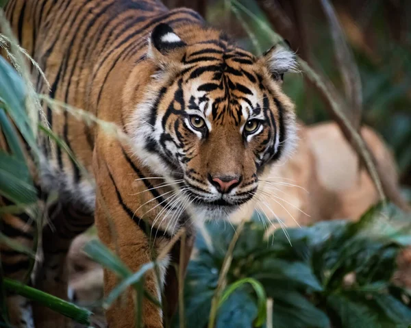 Porträtt Vacker Tiger — Stockfoto