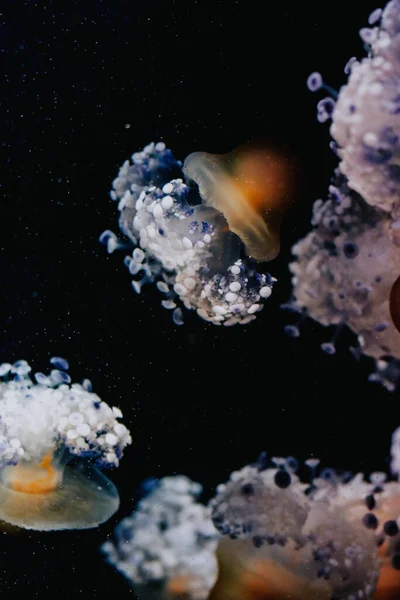 Méduses Dans Aquarium Gros Plan — Photo