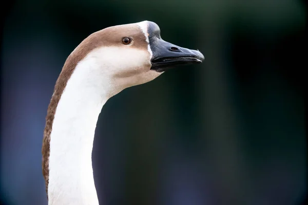 Close Cisne Branco — Fotografia de Stock