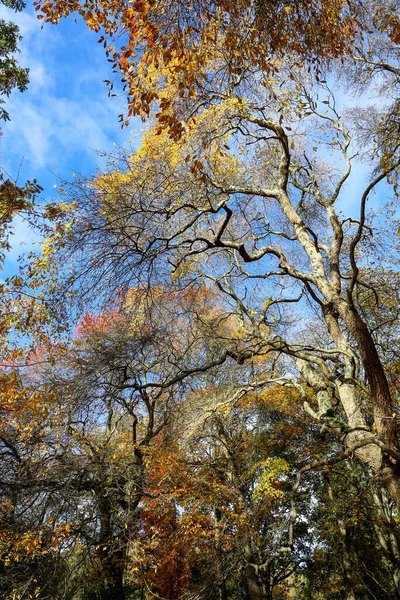 Осенний Лес Деревьями Голубым Небом — стоковое фото