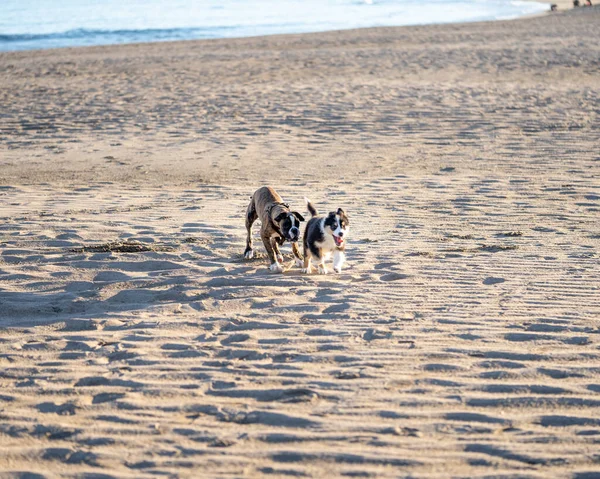 Psy Biegające Plaży — Zdjęcie stockowe