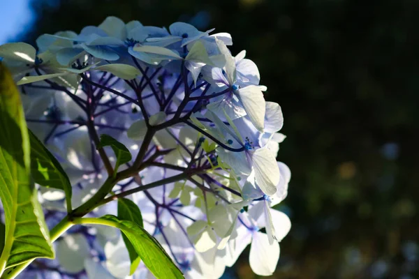 Vacker Botanisk Skott Naturliga Tapeter — Stockfoto