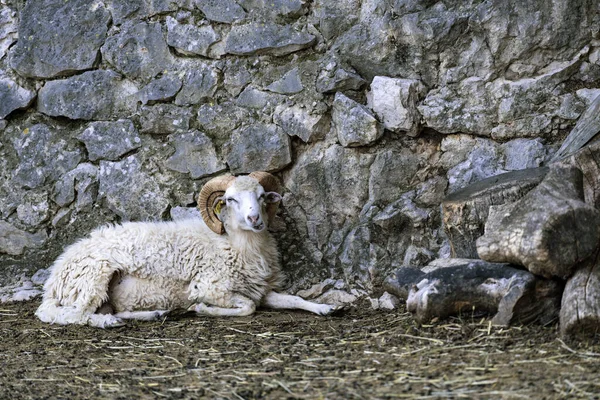 Een Jong Schaap Bergen — Stockfoto