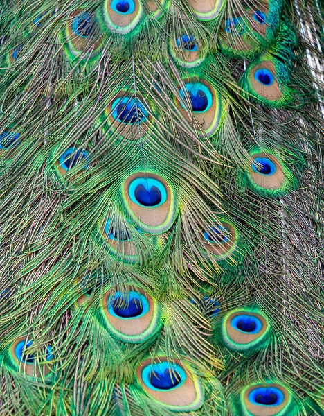 Schöner Pfau Mit Federn — Stockfoto