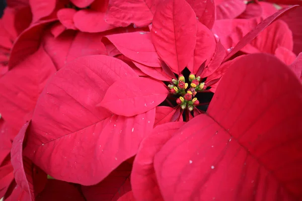 Fleur Poinsettia Rouge Sur Fond Blanc — Photo