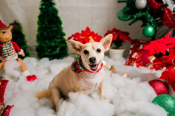 Schattig Hond Kerst Kostuum — Stockfoto