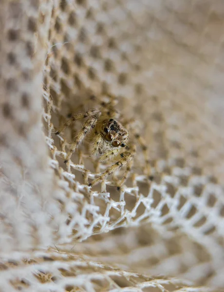 Spider Web — Stock Photo, Image