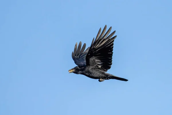 Oiseau Volant Dans Ciel — Photo