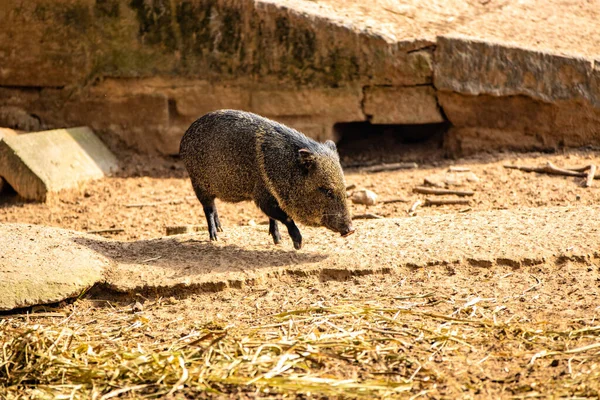 Primer Plano Joven Cerdo Moreno Bosque — Foto de Stock