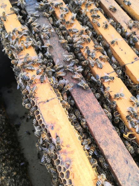 Крупним Планом Бджіл Стільниці Пасіці — стокове фото