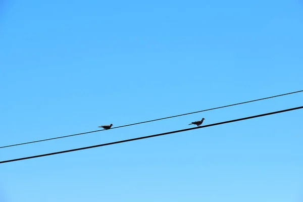 Vögel Auf Den Drähten Himmel — Stockfoto