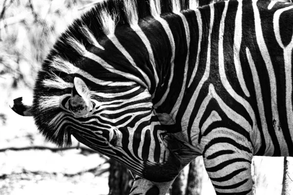 Zebra Zoológico Perto — Fotografia de Stock