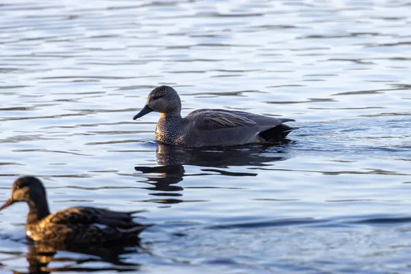 Anatre Sul Lago — Foto Stock