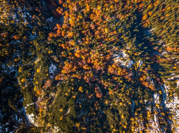 Осенние Листья Осенний Сезон Флоры — стоковое фото