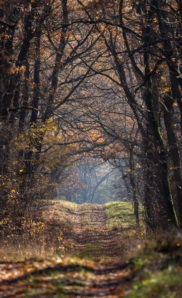 Ağaçlar Yapraklarla Dolu Sonbahar Ormanı — Stok fotoğraf