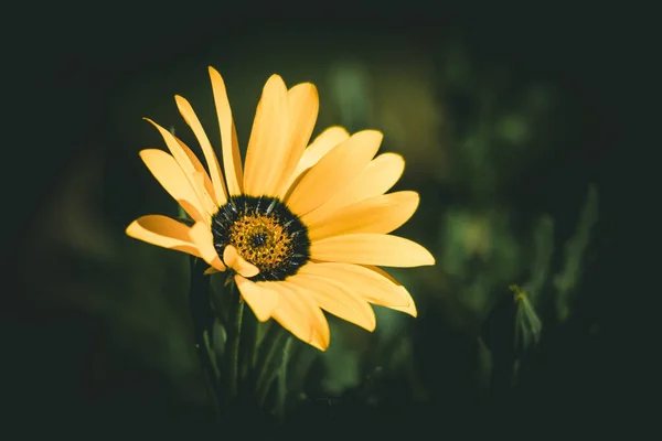 Bellissimo Fiore Giallo Giardino — Foto Stock