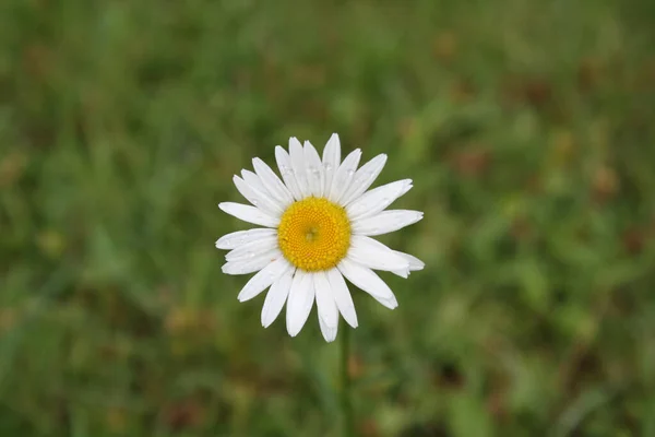 Flor Margarida Branca Jardim — Fotografia de Stock