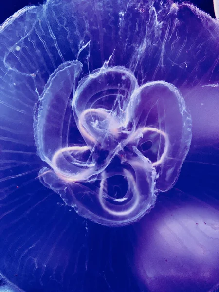 水族馆里的水母 — 图库照片