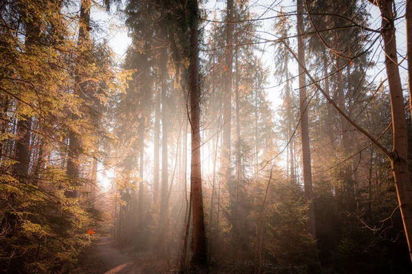 Forêt Automne Avec Arbres Feuilles — Photo