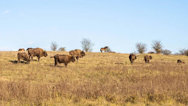 Manada Animais Selvagens Savana Kenya — Fotografia de Stock