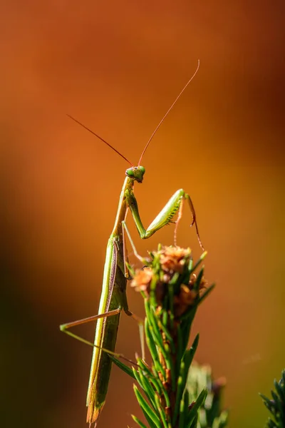 Gros Plan Bug Nature Sauvage — Photo