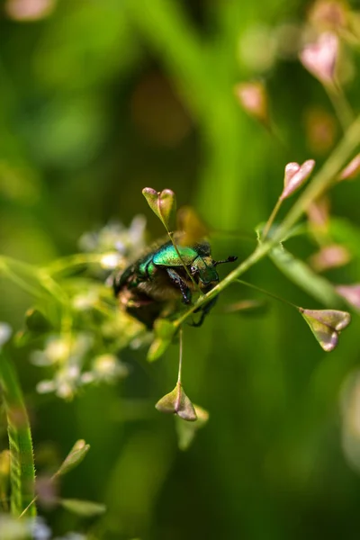 Nahaufnahme Einer Biene Die Auf Einem Grünen Blatt Sitzt — Stockfoto