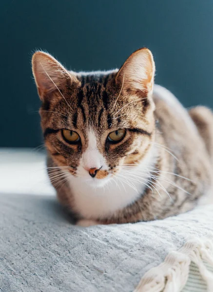 Carino Gatto Con Gli Occhi Azzurri — Foto Stock