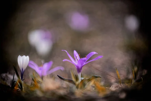 Красивые Фиолетовые Крокус Цветы Лесу — стоковое фото