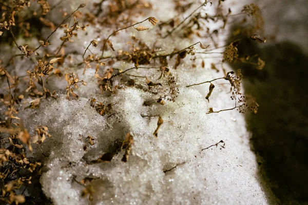 Närbild Bild Vacker Växt Snö — Stockfoto