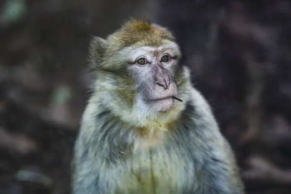 stock image close up of a cute baby monkey