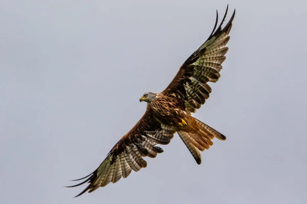 Bird Flying Sky — Stock Photo, Image