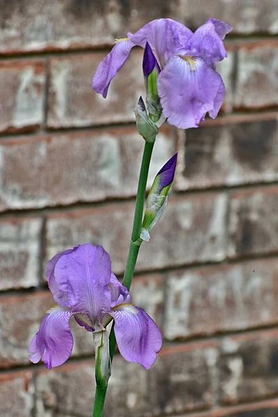 Flores Iris Púrpura Sobre Fondo Madera — Foto de Stock